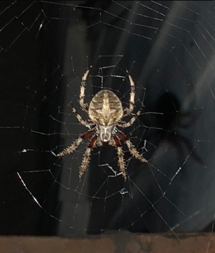 scary spider photo